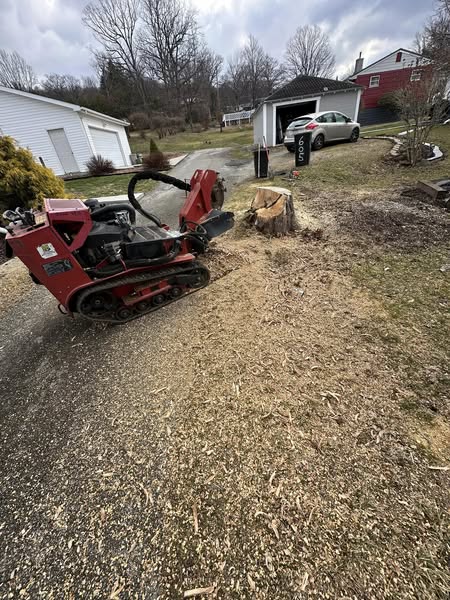 Tree before removal